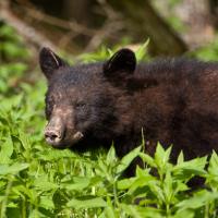 Cades Cove Bear 1