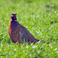 Pheasant