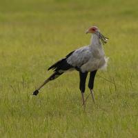 Secretary Bird