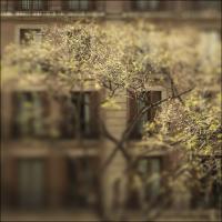 Nex 5n With Tilt Adapter-pentax 50 - Tree Barcelona