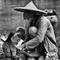Jono's Chinese Fisherman And Cormorant